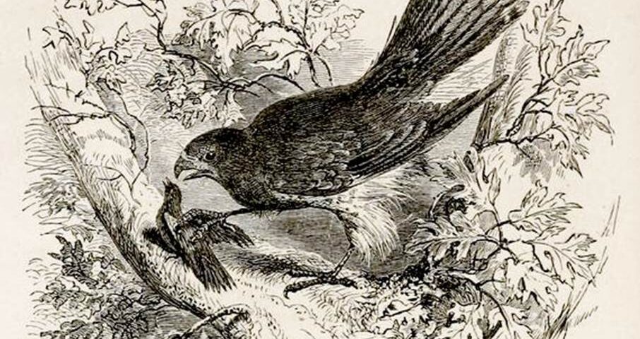 Illustratie van Henry Walker Herrick in een editie van Croxalls Fables of Aesop (1865).